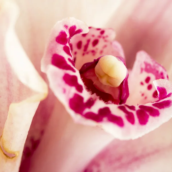 Makro snímek krásné růžové a fialové orchideje — Stock fotografie