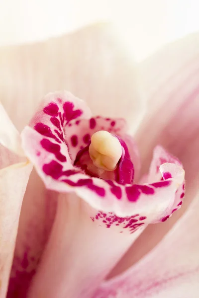 Macro shot of a beautiful pink and mauve orchid — Stock Photo, Image