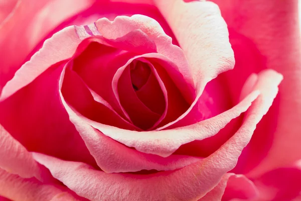 色彩鲜艳、 美丽、 细腻的玫瑰详细信息 — 图库照片