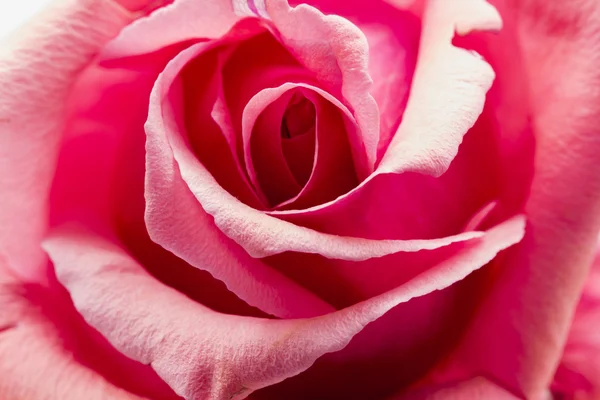 Kleurrijke, mooie, delicate rose details — Stockfoto