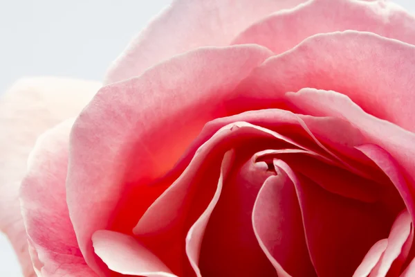 Colorido, bonito, delicado rosa detalhes — Fotografia de Stock