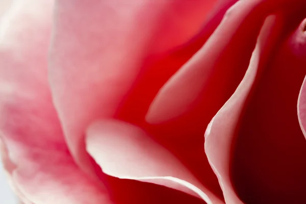 Färgglada, vacker, delikat rosa Detaljer — Stockfoto