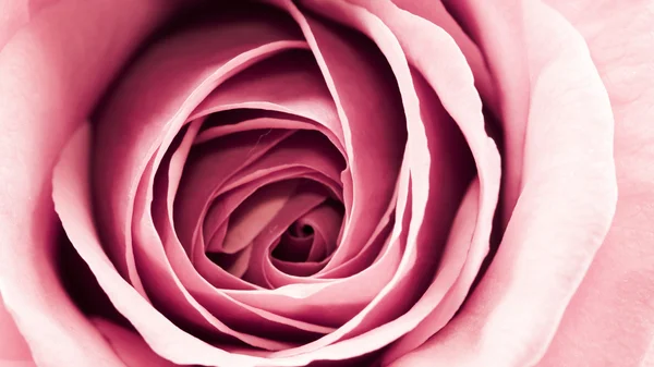 Kleurrijke, mooie, delicate rose details — Stockfoto