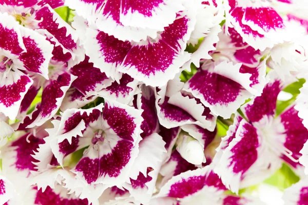 Beautiful chinese carnations (Dianthus chinensis) with details on a wooden surface — Stock Photo, Image