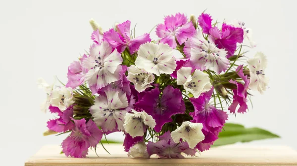 Belles oeillets chinois (Dianthus chinensis) avec des détails sur une surface en bois — Photo