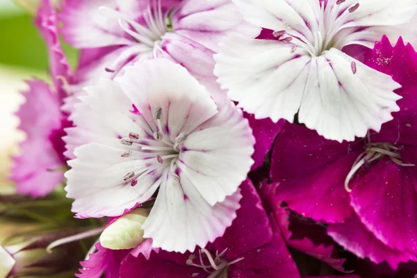 Beautiful chinese carnations (Dianthus chinensis) with details on a wooden surface — Stock Photo, Image