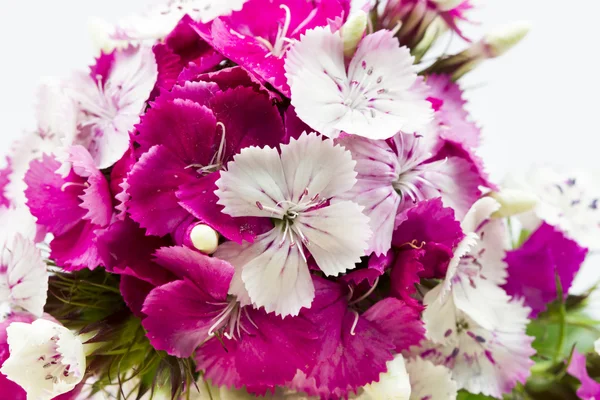 Prachtige chinese anjers (dianthus chinensis) met details op een houten oppervlak — Stockfoto