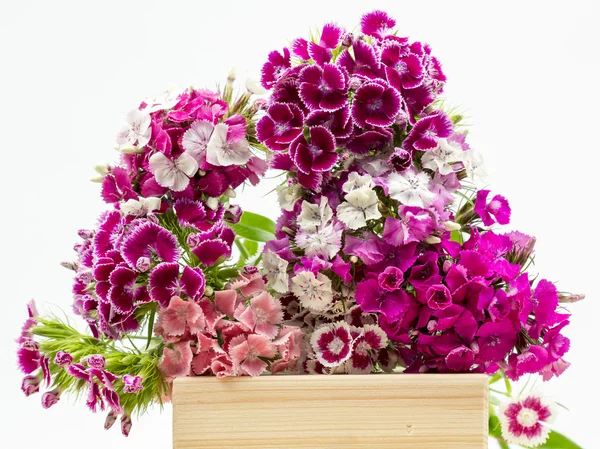 Prachtige chinese anjers (dianthus chinensis) met details op een houten oppervlak — Stockfoto