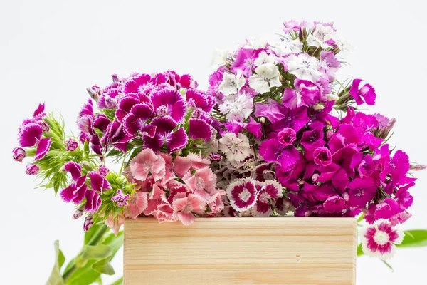 Prachtige chinese anjers (dianthus chinensis) met details op een houten oppervlak — Stockfoto