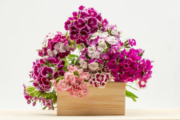 Prachtige chinese anjers (dianthus chinensis) met details op een houten oppervlak — Stockfoto