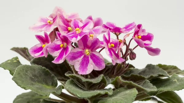 非洲紫罗兰 （圣 paulia 紫罗兰） 与美丽的花朵详细信息 — 图库照片