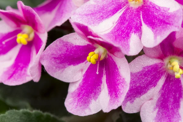 非洲紫罗兰 （圣 paulia 紫罗兰） 与美丽的花朵详细信息 — 图库照片