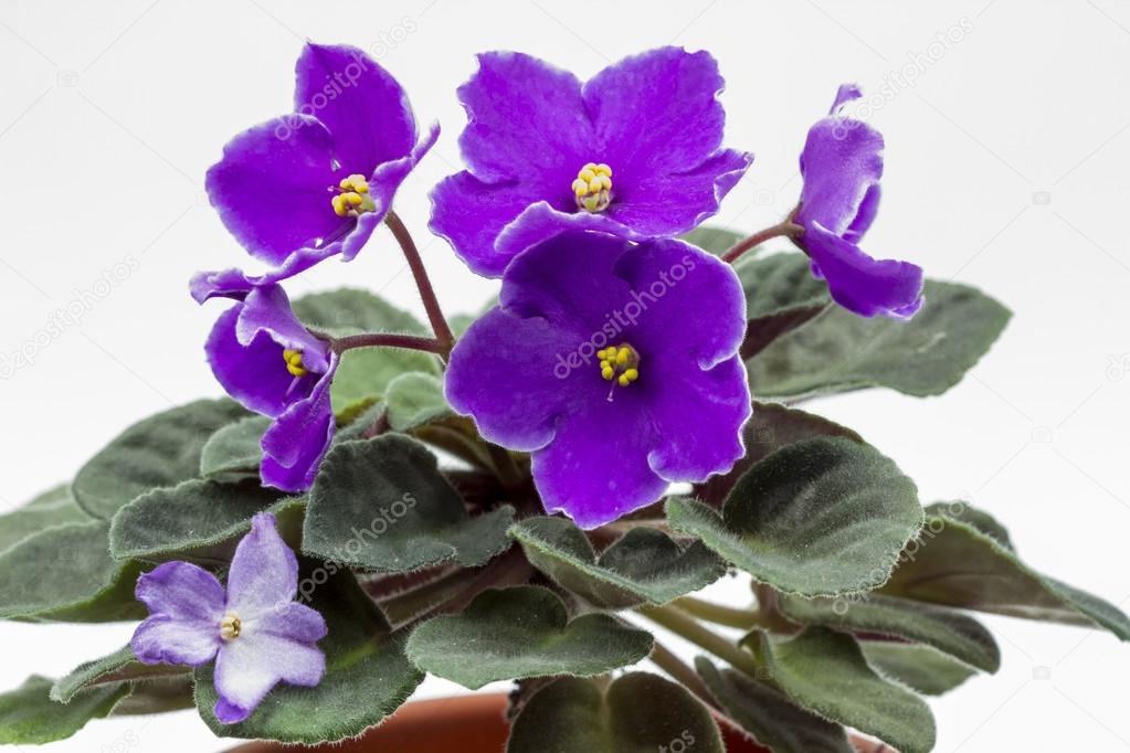 African violet (Saint-paulia ionantha) with beautiful flowers details