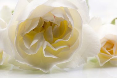 detayları ile renkli, güzel, narin gül