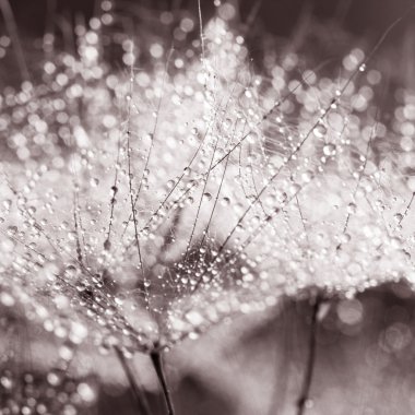 karahindiba tohumları ile doğal zemin üzerine su damlaları