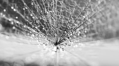 doğal zemin üzerine siyah beyaz karahindiba tohumları ile su damla