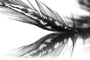 açık gri renkli tüyü guinea hen