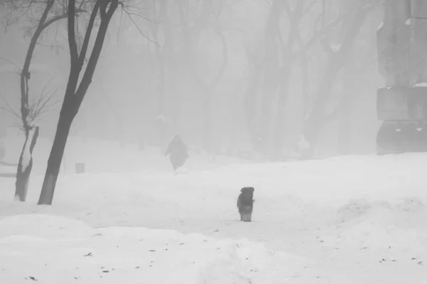 Invierno niebla paisaje —  Fotos de Stock