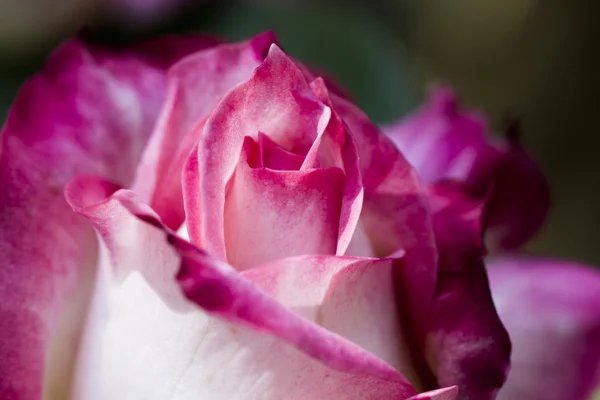 Farbenfrohe, schöne, zarte Rose mit Details — Stockfoto
