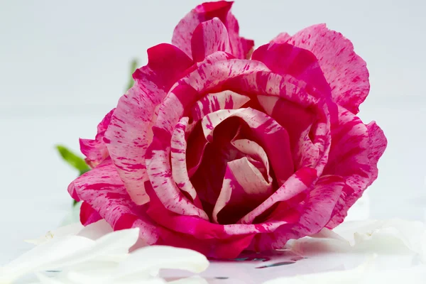 Farbenfrohe, schöne, zarte Rose mit Details — Stockfoto