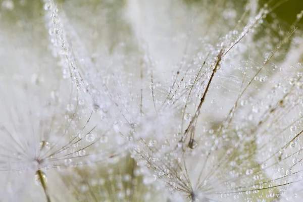 Graines de pissenlit avec des gouttes d'eau sur fond naturel — Photo