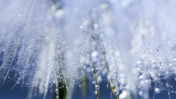 Семена черно-белого одуванчика с капельками воды на естественном фоне — стоковое фото