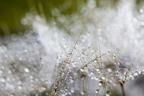 Dandelion seeds with water drops on natural background — Stock Photo, Image