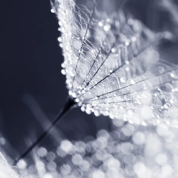 Dandelion seeds with water drops on natural background — Stock Photo, Image