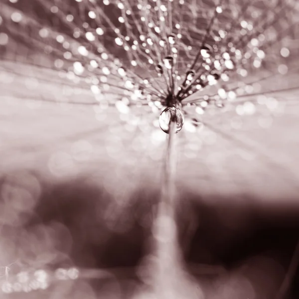 Semillas de diente de león blanco y negro con gotas de agua sobre fondo natural — Foto de Stock