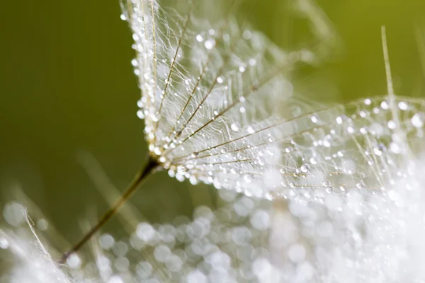 Semillas de diente de león con gotas de agua sobre fondo natural —  Fotos de Stock