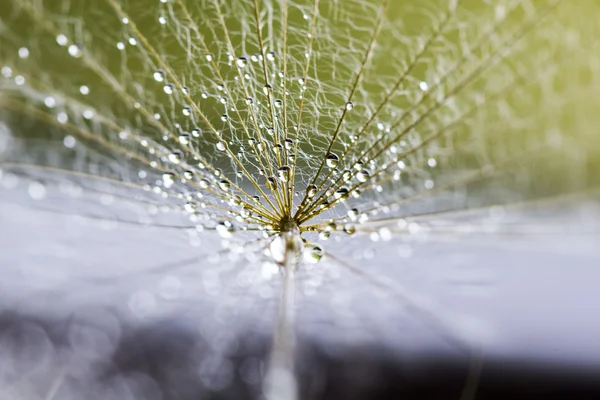 Semillas de diente de león con gotas de agua sobre fondo natural — Foto de Stock