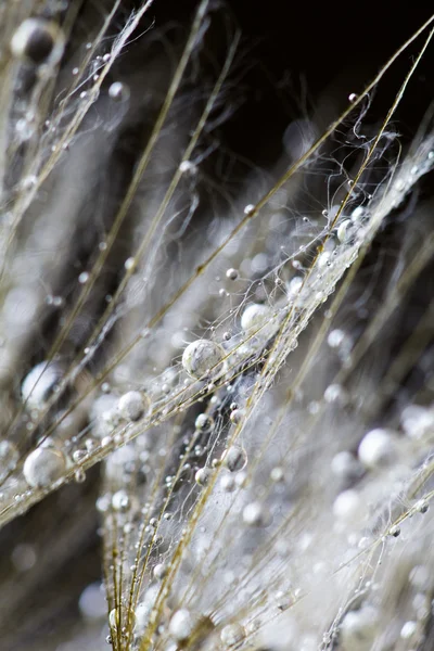 Semillas de diente de león con gotas de agua sobre fondo natural —  Fotos de Stock