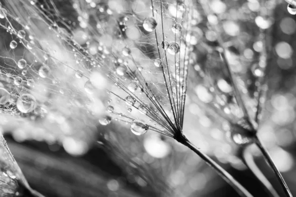 Black and white dandelion seeds with water drops on natural background — Stock Photo, Image