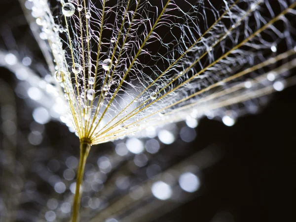 Семена одуванчиков с капельками воды на естественном фоне — стоковое фото
