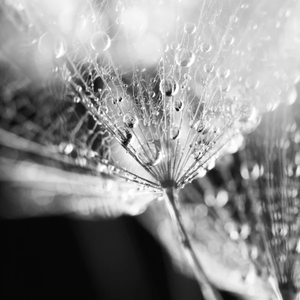 Semillas de diente de león blanco y negro con gotas de agua sobre fondo natural — Foto de Stock