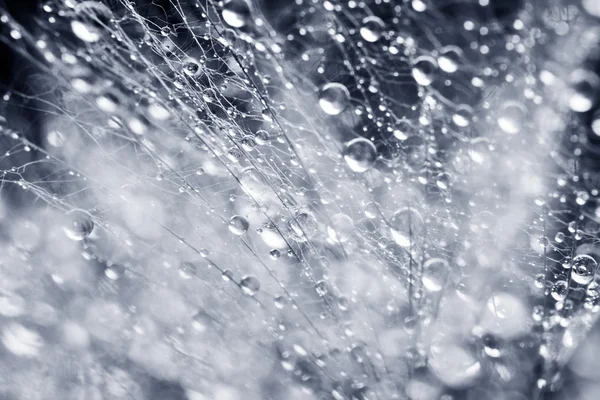 Semillas de diente de león con gotas de agua sobre fondo natural — Foto de Stock