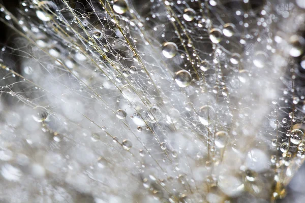 Семена одуванчиков с капельками воды на естественном фоне — стоковое фото