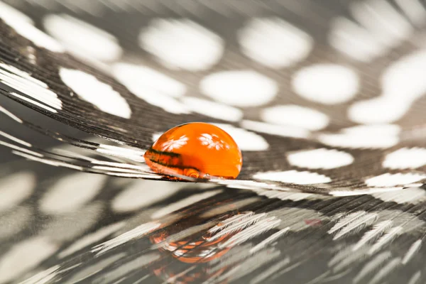 Guinea hen feather with orange water drop and dark background — Stock Photo, Image