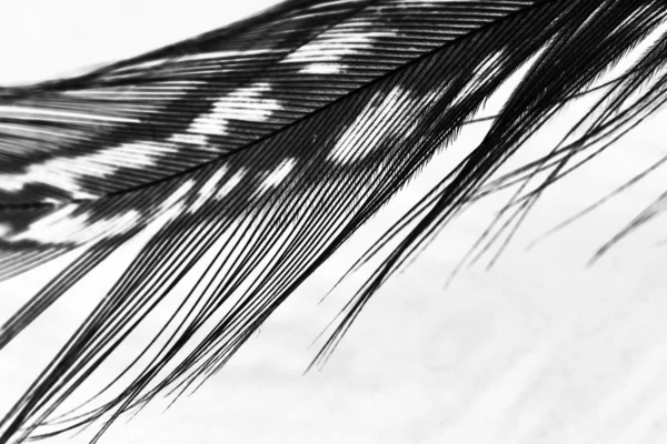 明るい灰色の背景とホロホロ鳥フェザー — ストック写真