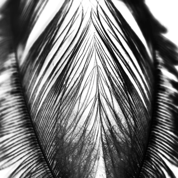 Guinea hen feather with light grey background — Stock Photo, Image