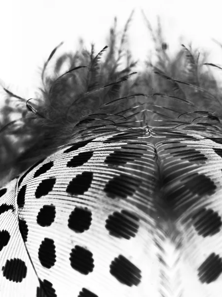 几内亚母鸡羽毛与浅灰色背景 — 图库照片