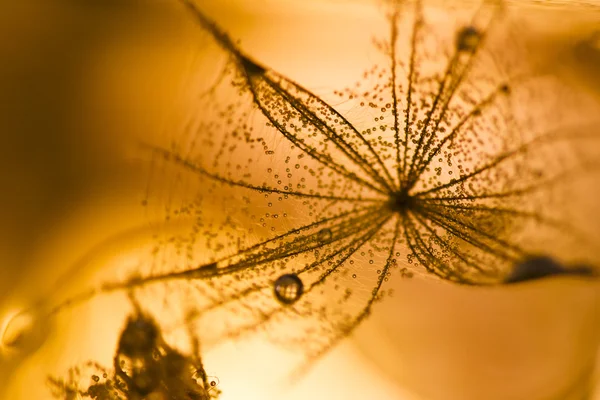 Astratto con acqua con inchiostro colorato e semi di tarassaco — Foto Stock