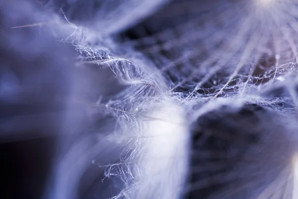 Abstract composition with dandelion seeds - extreme closeup with soft focus — Stock Photo, Image