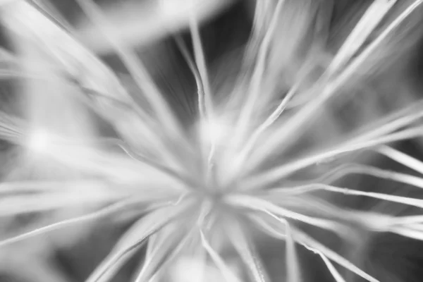 Composición abstracta con semillas de diente de león - primer plano extremo con enfoque suave — Foto de Stock