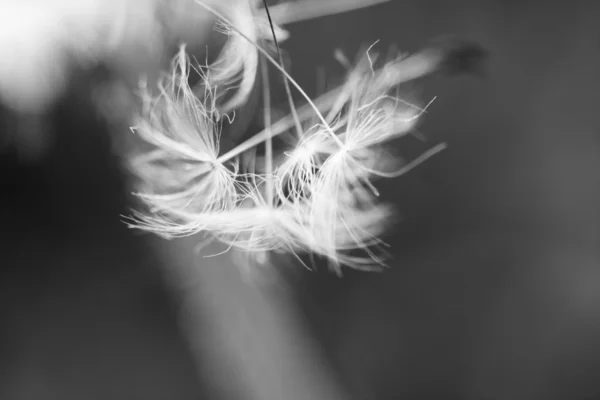 Dandelion seeds with natural background — Stock Photo, Image