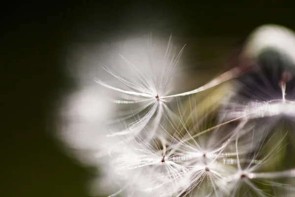 Paardebloem zaden met natuurlijke achtergrond — Stockfoto