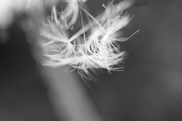 Paardebloem zaden met natuurlijke achtergrond — Stockfoto