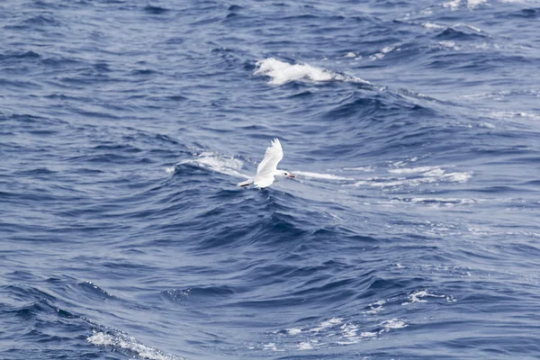 Gaviota blanca sobre el mar azul — Foto de Stock