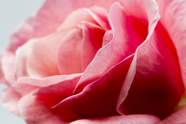 Renkli, güzel, narin gül yaprakları ve detaylar