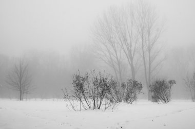 Peyzaj Park kar yağışı